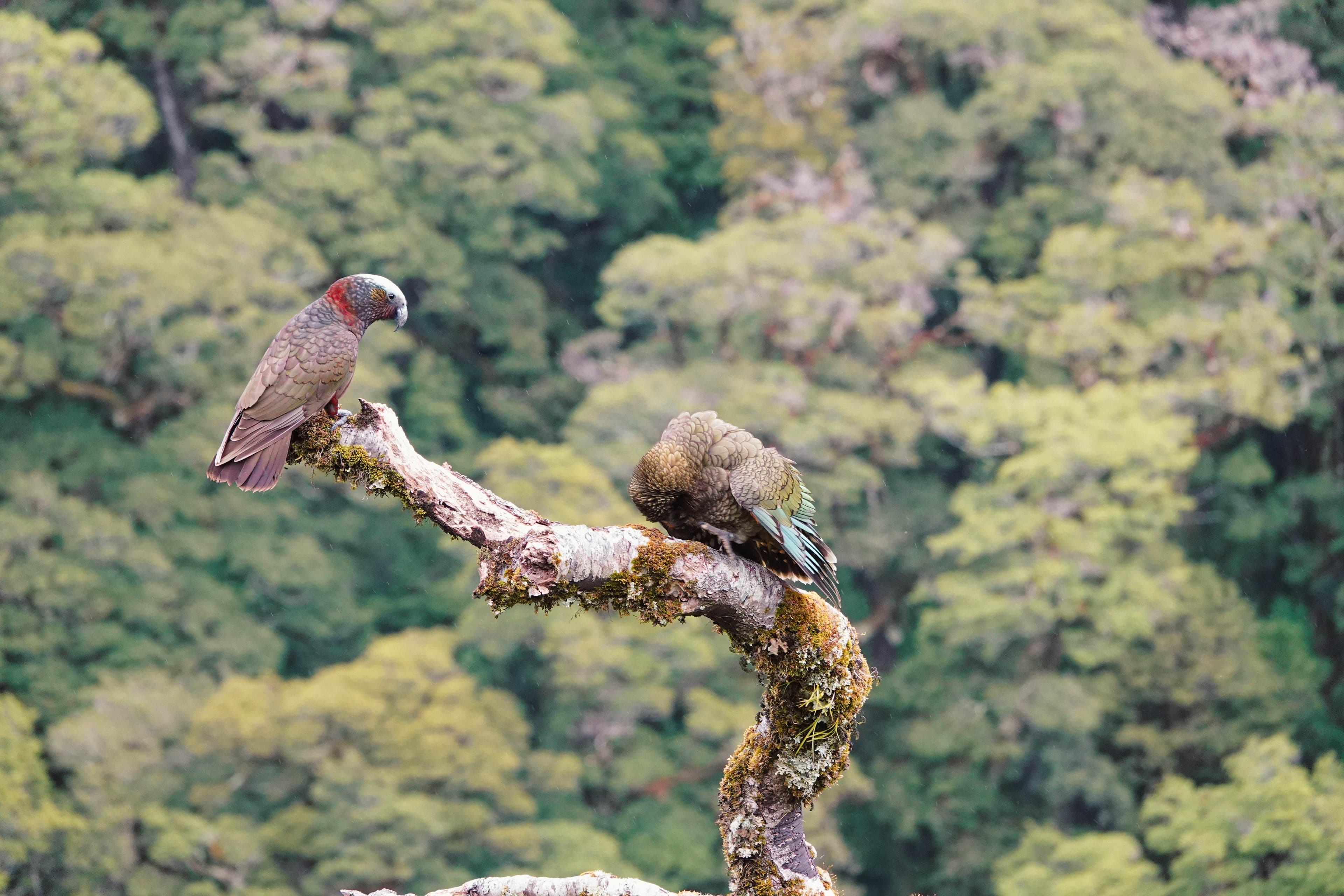 Scenic view of South Island mountains with native birds