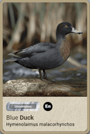 New Zealand Bird