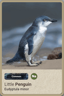 Australian Bird