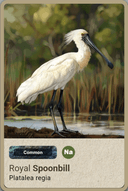 Australian Bird