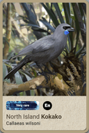 New Zealand Bird