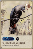 Australian Bird