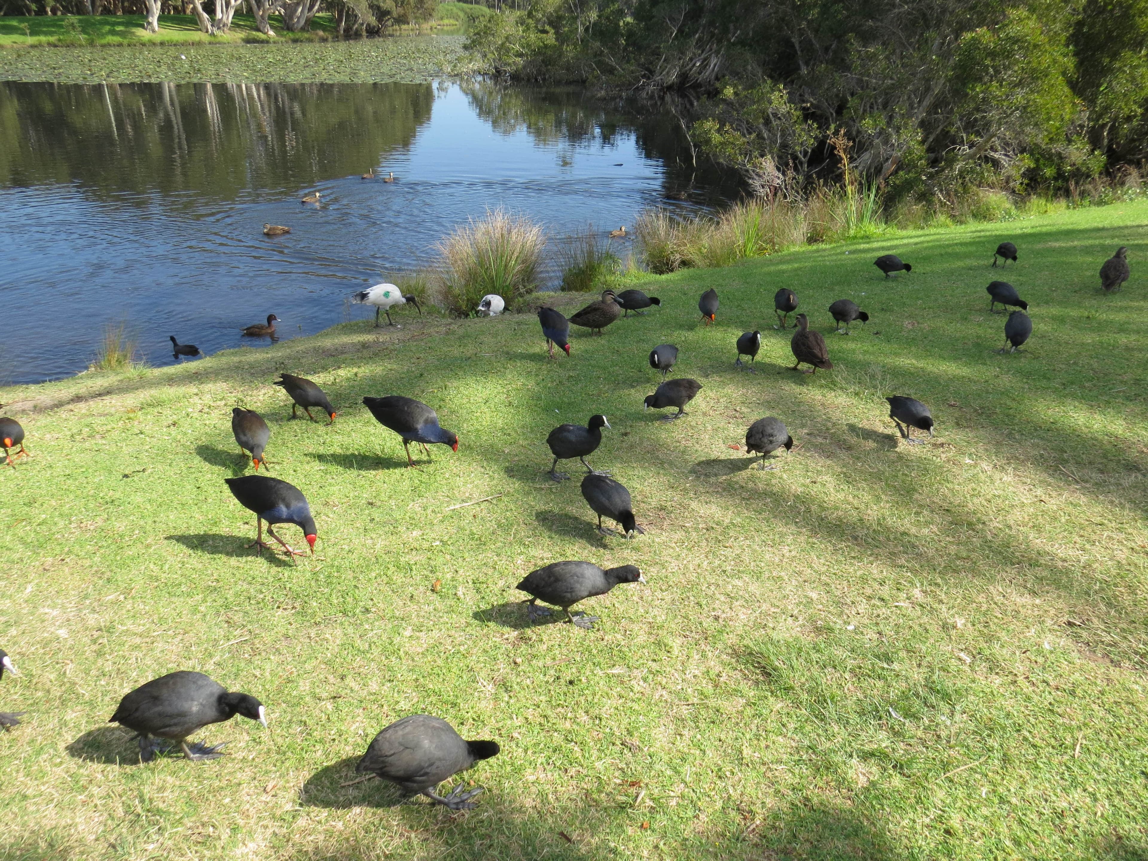 Centennial Park wetlands and open space