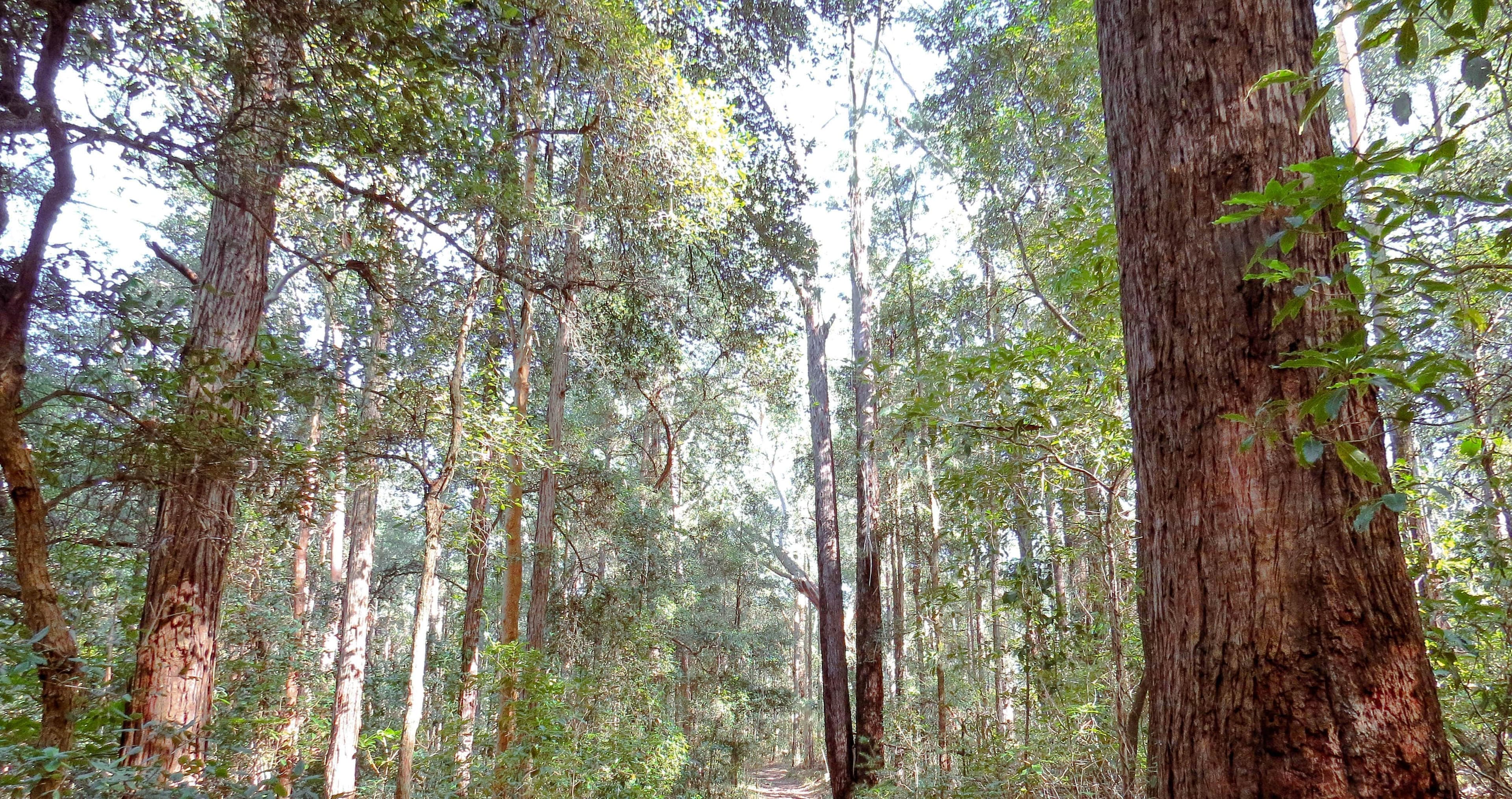 Lush forest trail in Cumberland State Forest