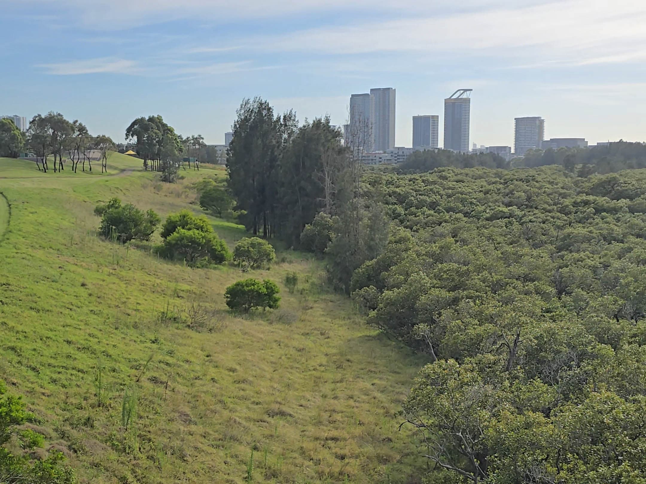 Wetlands and bird habitat at Sydney Olympic Park