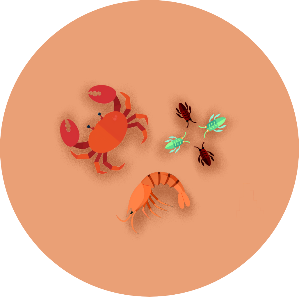 Crustaceans icon
