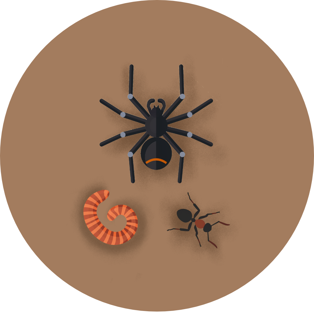 Insects icon